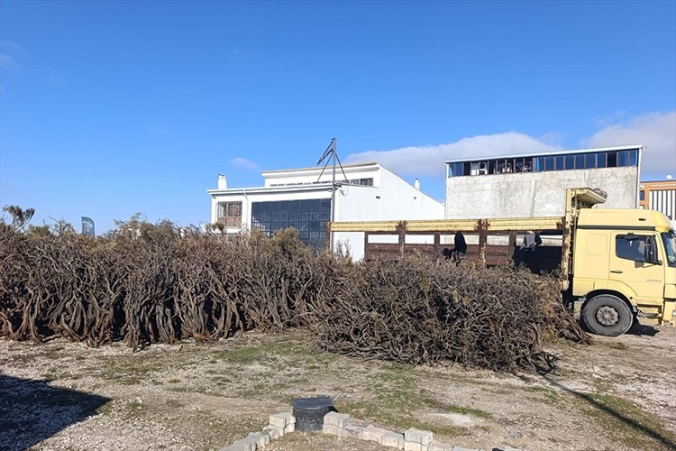 Kuru gevenler ekonomiye kazandırılırken yangın riski de azaltılıyor