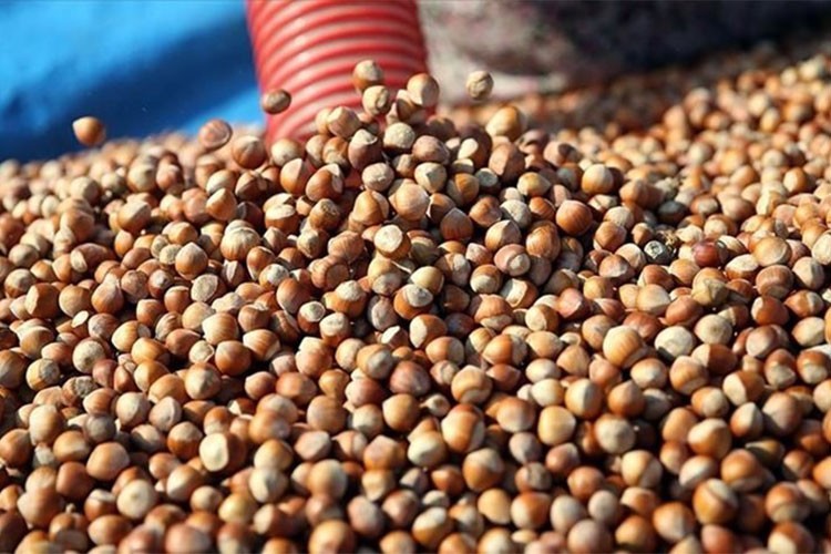 Trabzon'un fındık ihracatı 2024'te 836,5 milyon dolara ulaştı