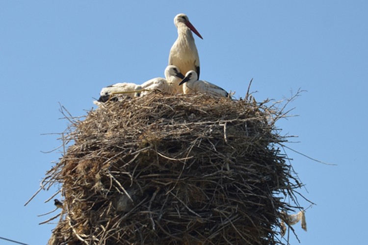 Leylekler, sulak alanlardan taşıdıkları yiyeceklerle yavrularını büyütüyor