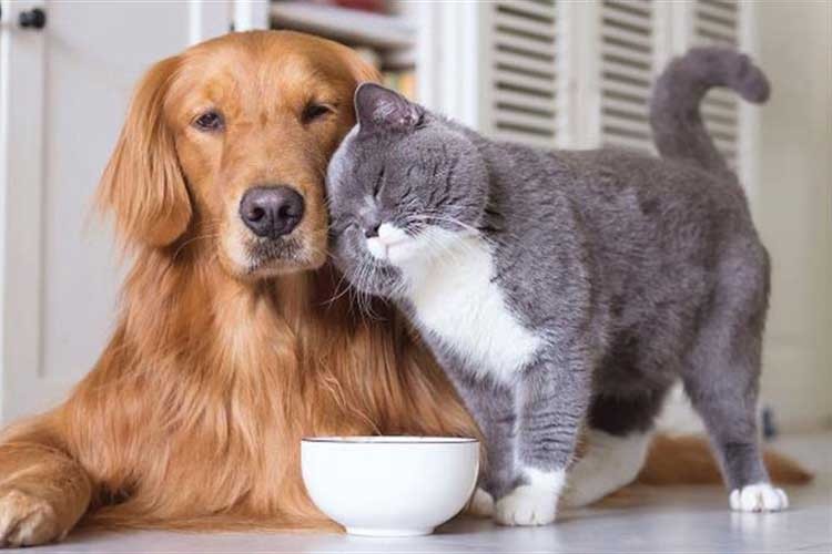 Kimliklendirilen ev hayvanı sayısı 2 milyonu aştı