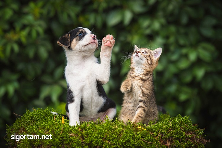 Patili dostlarımız güvence altında