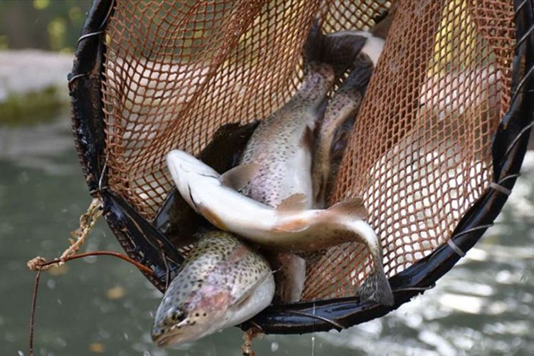 Rusya'dan 2 Türk şirkete yasak
