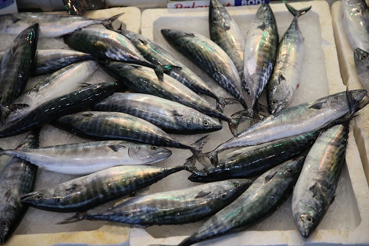 Ordu'da palamudun tanesi 150 liradan satılıyor