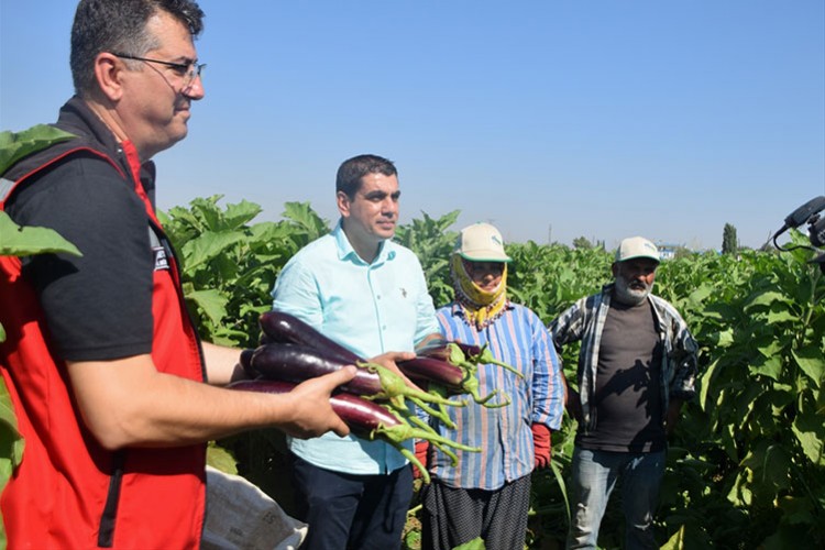 Tescilli Birecik Patlıcanı'nın hasadı başladı