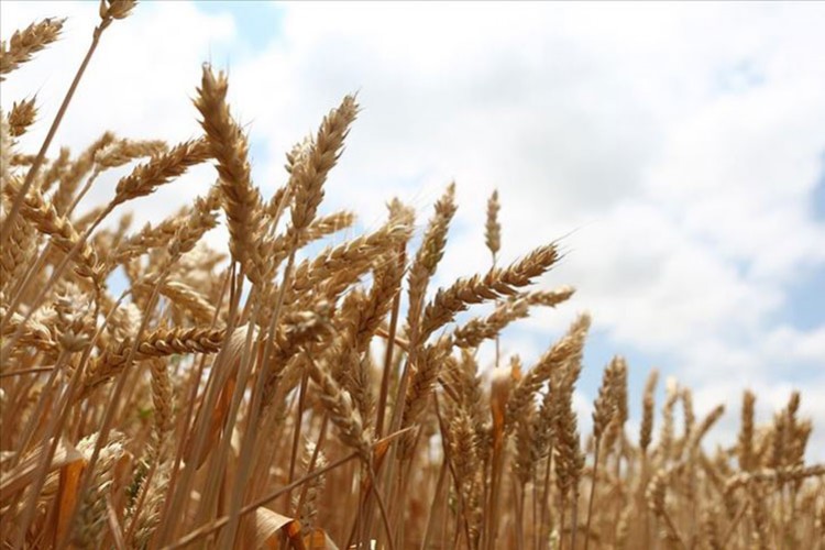 Arz sorunları buğday fiyatlarını yükseltiyor