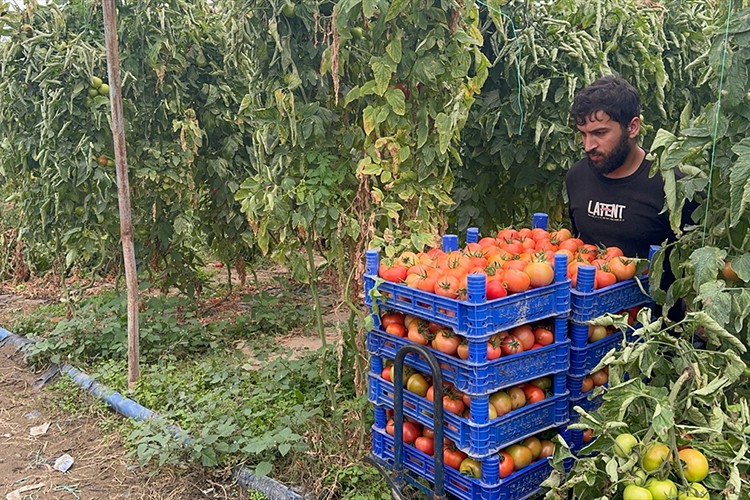 Isparta'daki domates seralarında hasat sezonu uzadı
