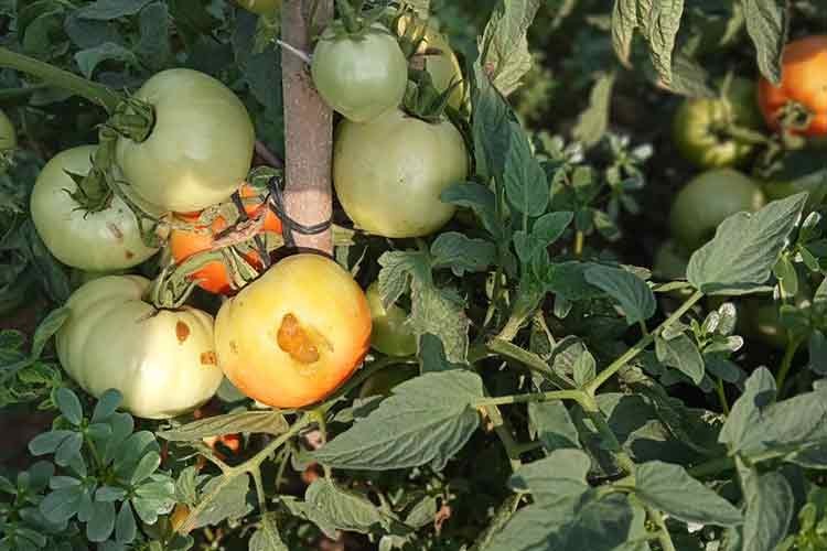 Bursa'da tarla fareleri tarım alanlarında zarara neden oldu