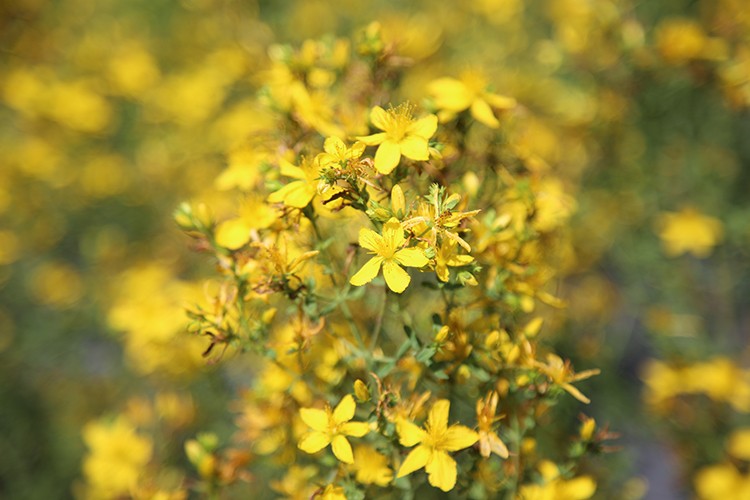 Sarı kantaron türleri ekonomiye kazandırılacak