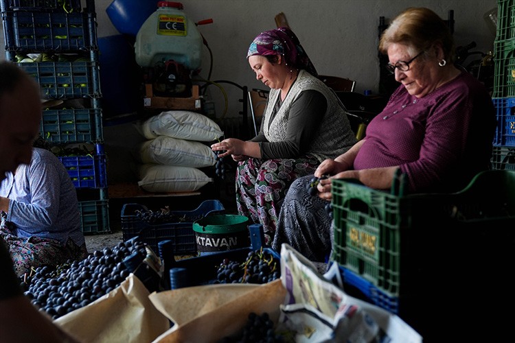Kavacık üzümü, dolu ve sağanağa karşı çuvallarla korunuyor
