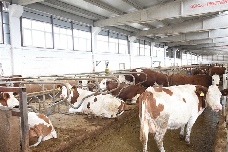 Malatya'da kırmızı et üretimi, tarıma dayalı OSB ile artacak