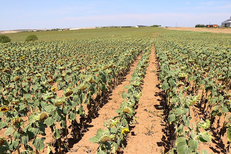 Kuraklık ayçiçeğinde büyük verim kaybına neden oldu