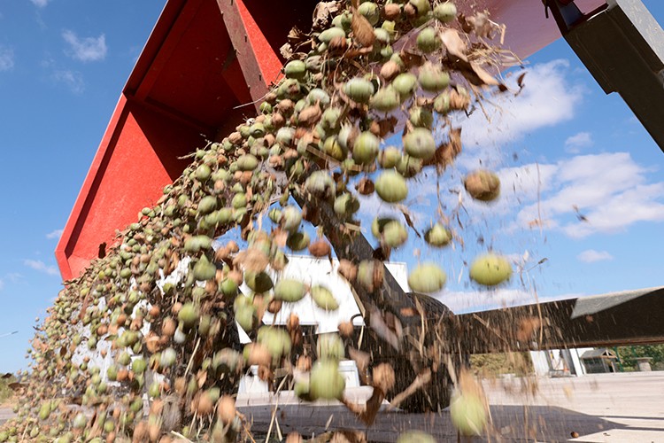 Cevizde 4 bin ton rekolte hedefliyor