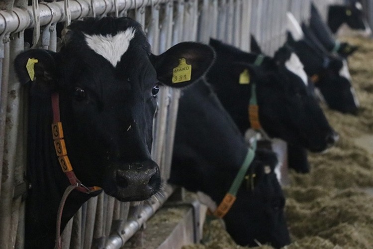 Toplanan inek sütü miktarı Mart'ta yıllık bazda yüzde 7,7 arttı