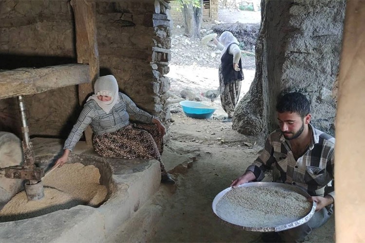 Bitlis'te asırlık değirmenlerle pirinç üretimi devam ediyor