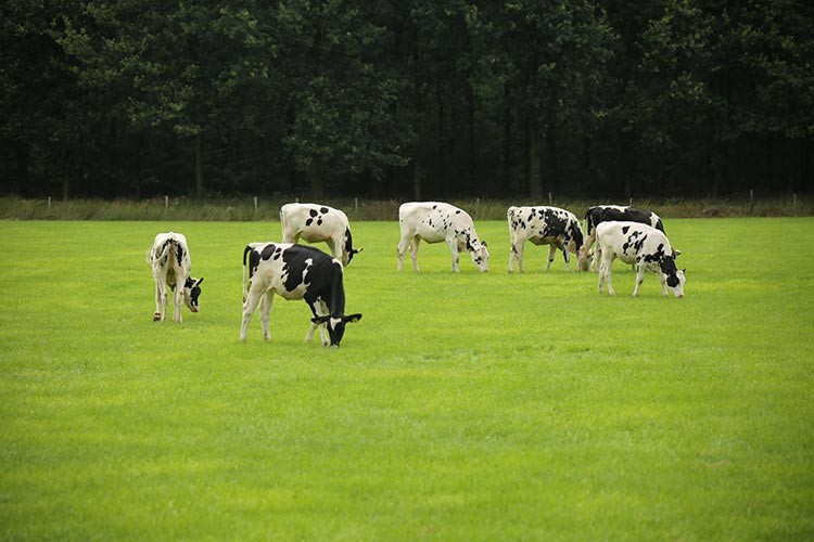 Yaz aylarında doğru hayvan bakımına dair öneriler