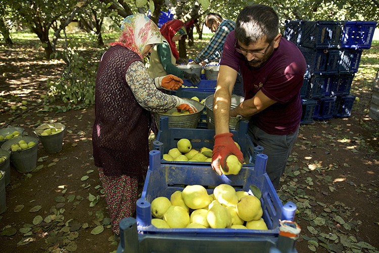 4 ülkeye ihraç ediliyor