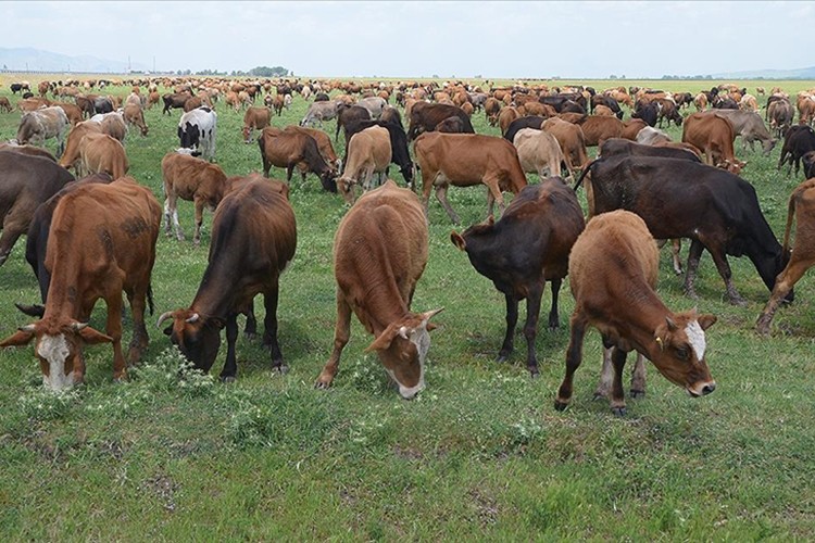Muş'ta büyükbaş hayvancılık güçleniyor