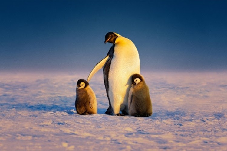 Nisan Ayı Teması 'Hayvanların Gizemli Dünyası'...