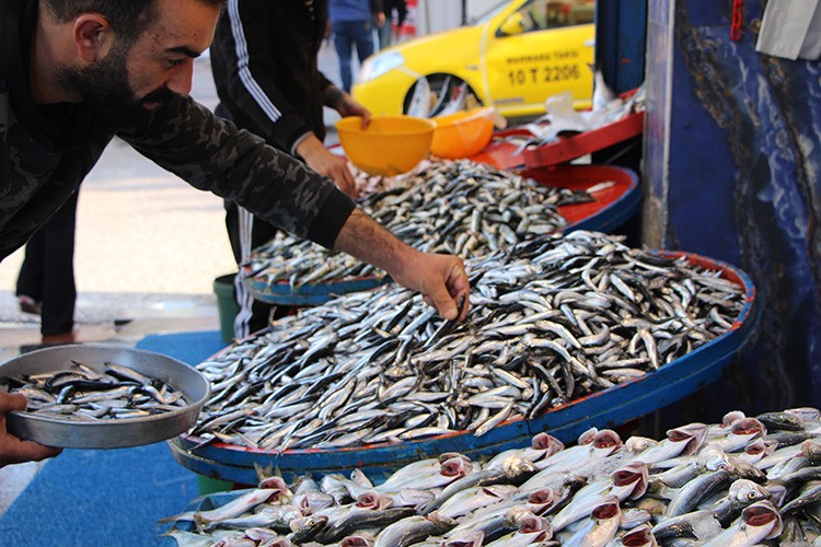 Marmara'daki lüfer bolluğunda müsilaj etkisi