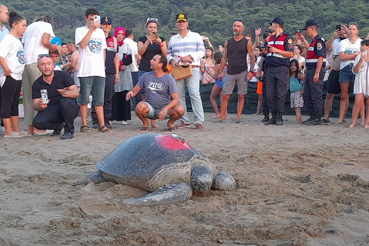 Tedavileri tamamlanan caretta carettalar denize bırakıldı