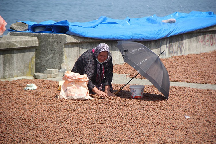 2021 ürünü fındık fiyatı sezona 25 liradan başladı