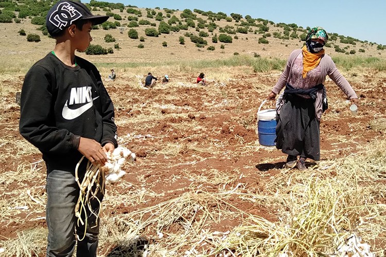 Sarımsak üreticisi zorda
