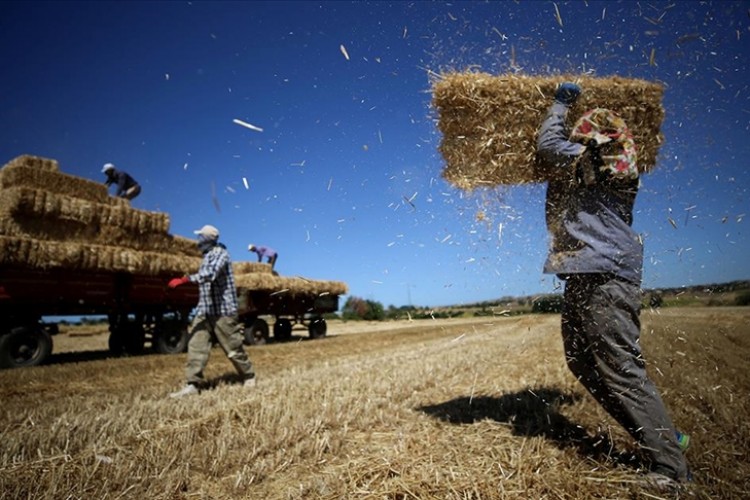 Hasatta sona yaklaşılan Trakya'da buğday üreticisi verimden memnun