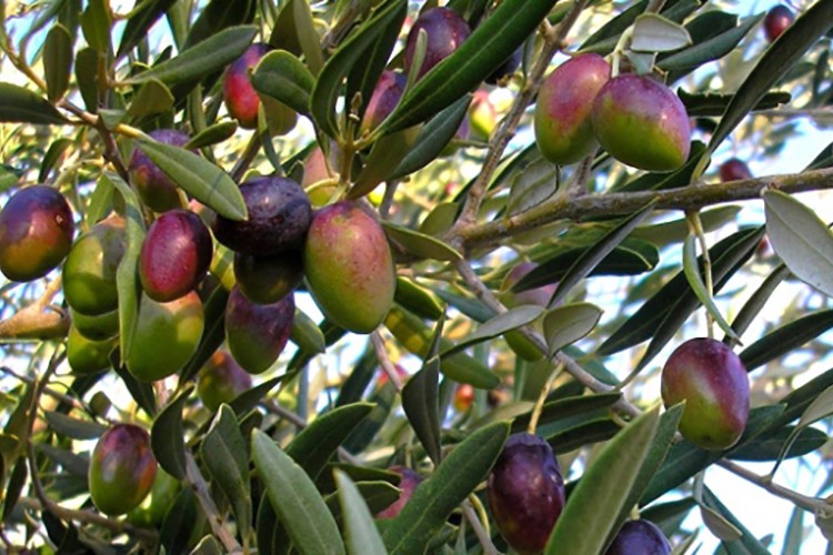 Yabani zeytin ağaçlarını ekonomiye kazandırmayı sürdürüyor