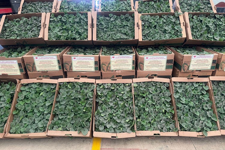 Silivri'de 1153 çiftçiye 740 bin sebze fidesi dağıtıldı