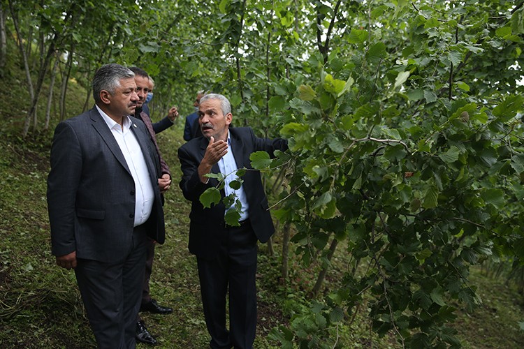 TZOB üyeleri fındık bahçelerinde inceleme yaptı