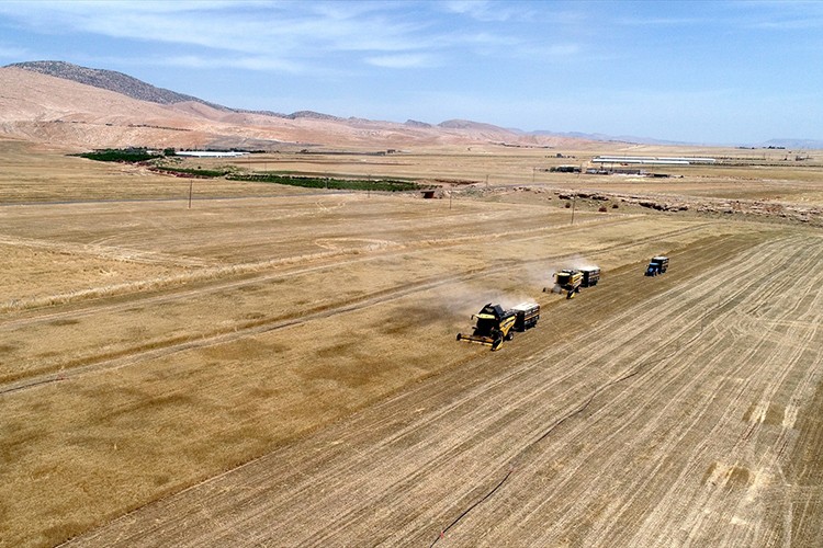 Mardin Ovası'nda buğday hasadı gece de sürüyor