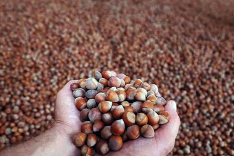 İSTİB "Altın Tohumlar" projesinde fındık üretimi ele alındı