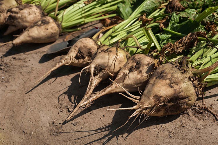 Şeker pancarı alım fiyatı haftaya açıklanıyor