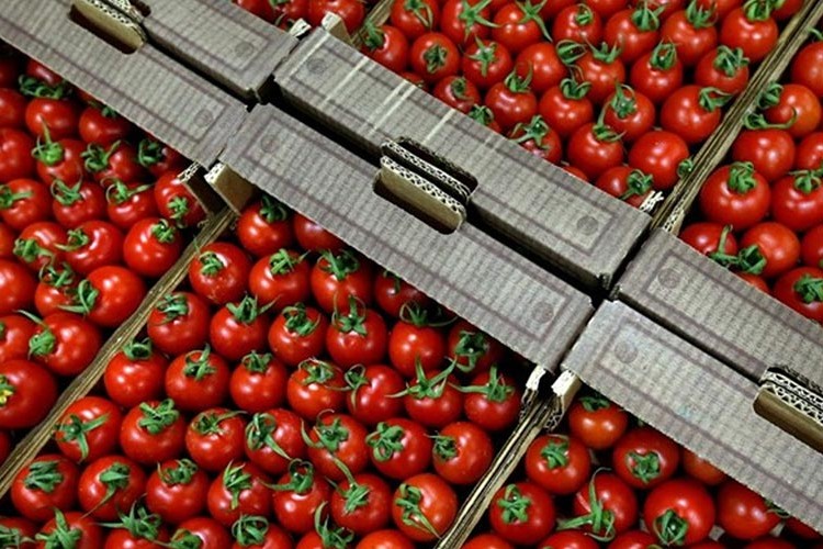Domates ihracatı izne bağlandı