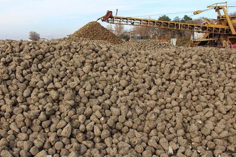 Şeker pancarı alım fiyatı açıklandı