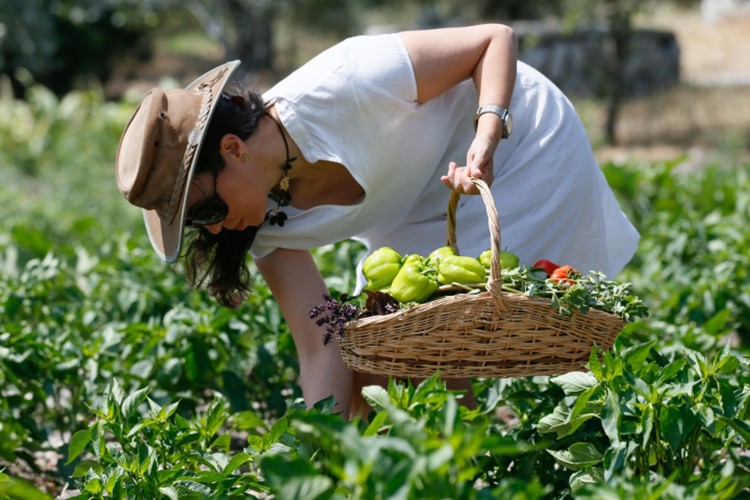 Organik tarıma sağlanan destek 2,1 milyar lirayı buldu