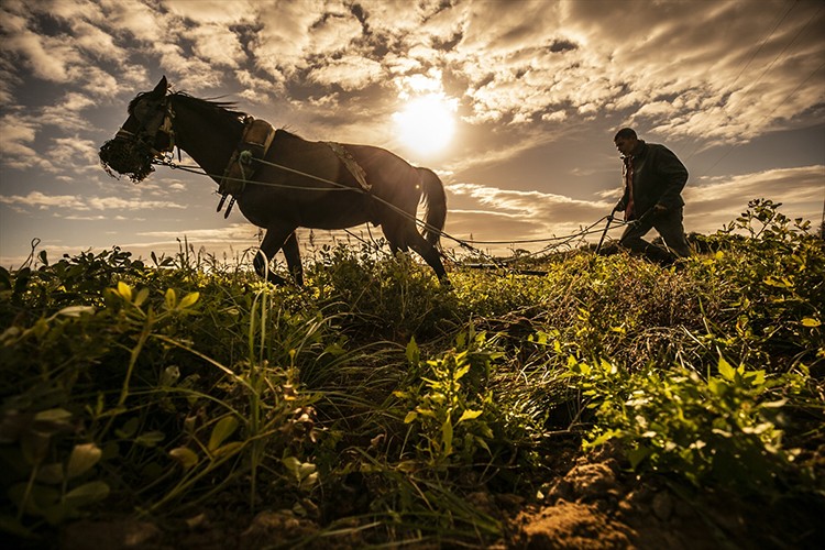 Tunus'ta yer fıstığı hasadı başladı