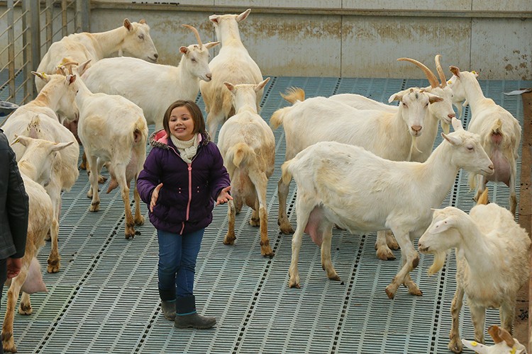 Kızı süt içsin diye kurdu...