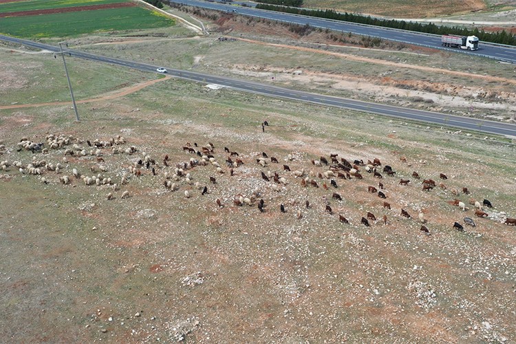 Hayvan yetiştiricileri meraların yeşermesi için bahar yağışlarını bekliyor