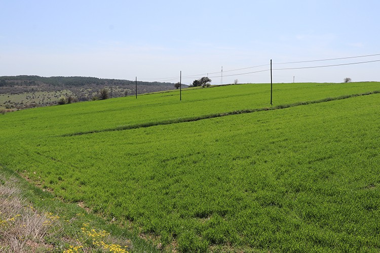 Son yağışlar hububatta yüksek rekolte beklentisini artırdı