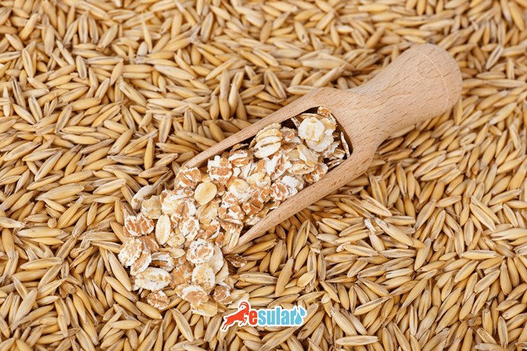 TİGEM 450 ton yulaf alacak