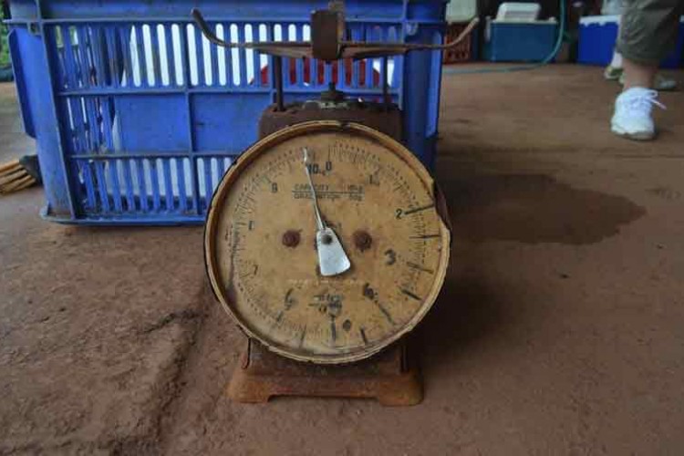 Avustralya Barramundi Çiftliği diyarına yolculuk