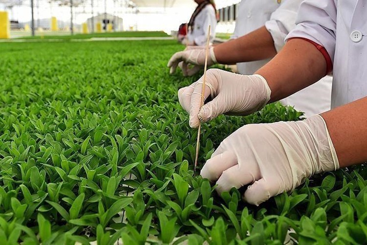 Bitkisel üretim bu yıl yüzde 9 azaldı