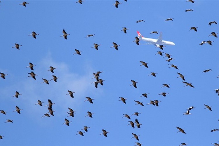 Leyleklerin güvenli göç yolculuğu için önlem alındı