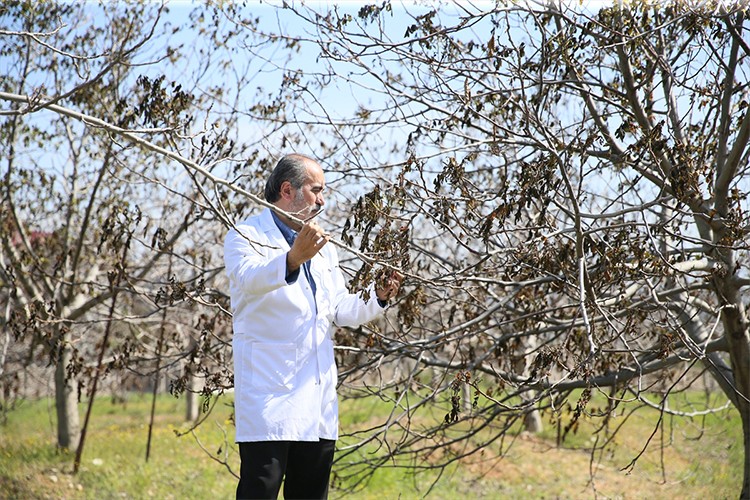 Yeni geliştirilen 4 ceviz çeşidi zirai dondan etkilenmedi