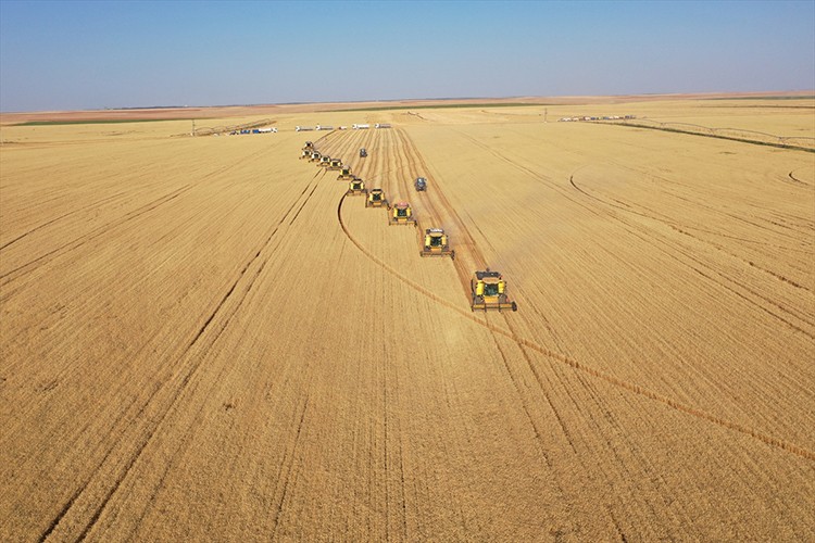 Buğday hasadı 184 biçerdöverle yapılıyor