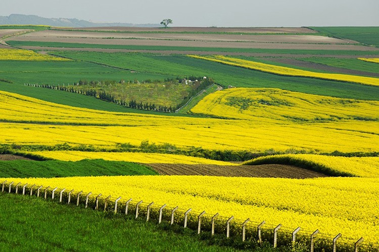 Trakya'da yağışlar yüksek rekolte beklentisini artırdı