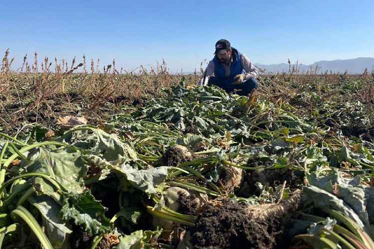 Çiftçiler şeker pancarı üretimini arttırdı
