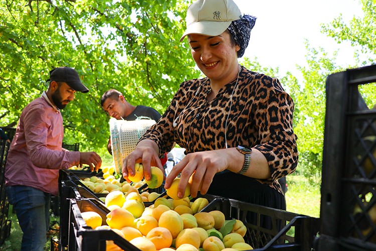 Mevsimlik tarım işçilerine ekmek kapısı
