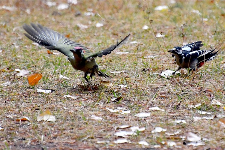 Kars'ta millet bahçesi yabani kuşlar ve sincaplarla renklendi